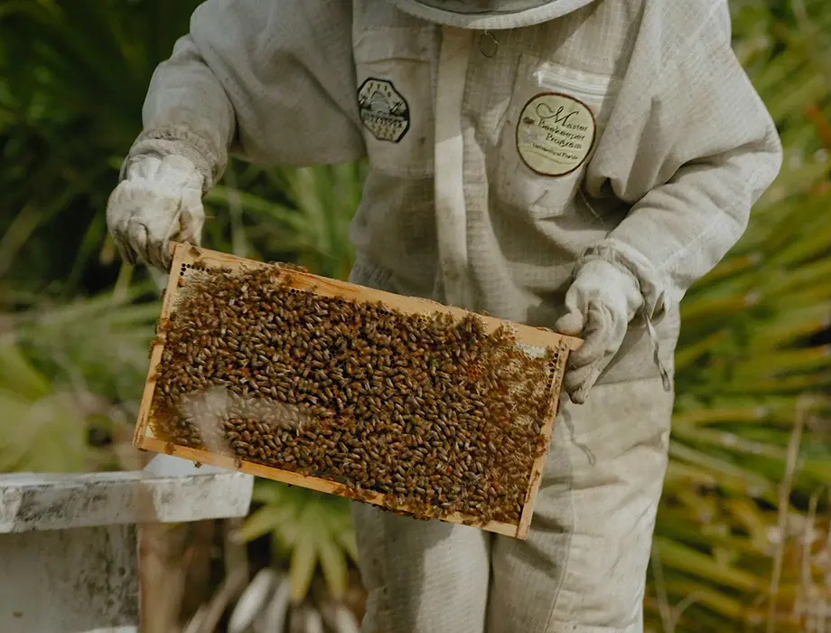 Rayonier Beekeeping Image
