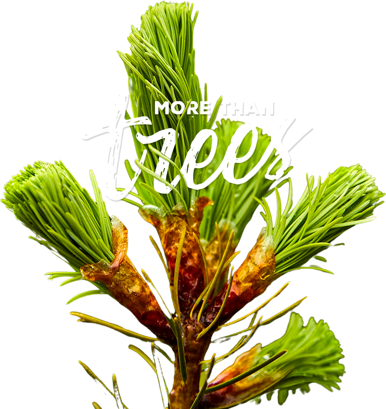 Hero More Than Trees