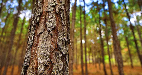 Environmental Landing